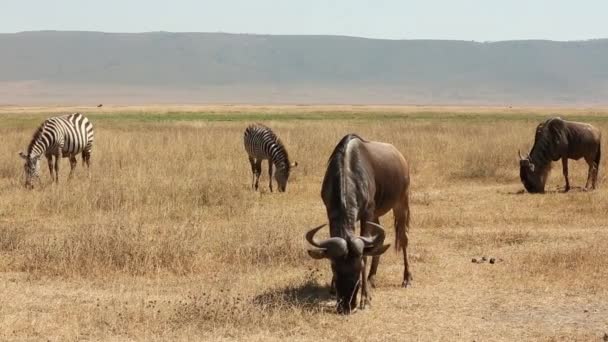 Cabo Búfalo, gran manada de Cabo Búfalos en un pozo de agua. Miles de animales migran al agua. Serengeti, Tanzania, África . — Vídeo de stock