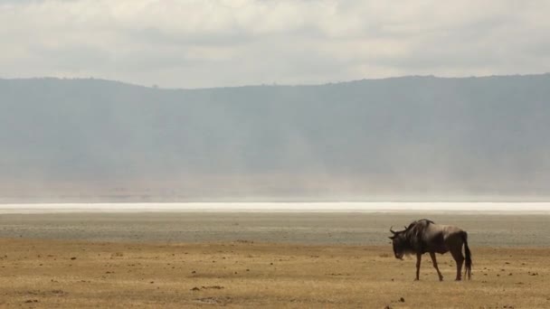 Cabo Búfalo, gran manada de Cabo Búfalos en un pozo de agua. Miles de animales migran al agua. Serengeti, Tanzania, África . — Vídeos de Stock