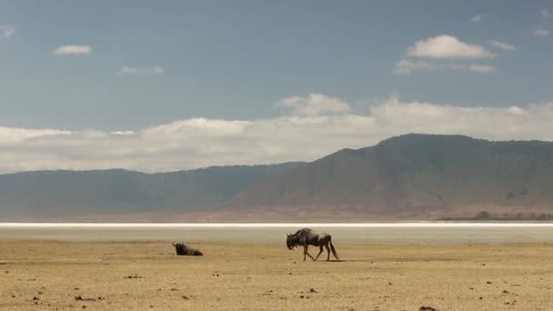 Mys Buffalo, velké stádo buvolů na mysu. Tisíce zvířat se stěhují do vody. Serengeti, Tanzanie, Afrika. — Stock video