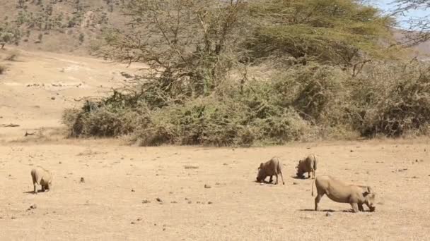 Warthog marche et mange sur l'herbe dans le parc national du Serengeti, en Tanzanie en Afrique. Un animal rapide et intelligent, semblable à un sanglier commun, vit dans de petites familles. Phacochoerus est un genre de porcs sauvages . — Video