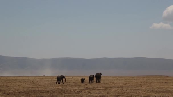 Touro elefante africano em pé em um campo de flores, paisagem cratera Ngorongoro, Serengeti, Tanzânia, África, imagens lisas e estáveis . — Vídeo de Stock