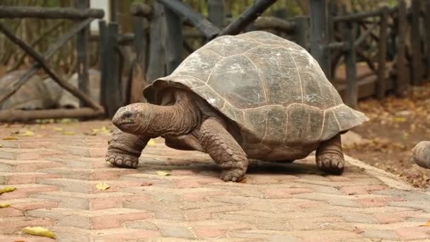 Egy óriási teknős nyugodt élete Tanzánia védett területén, Zanzibár szigetén. Lassú teknősök. — Stock videók