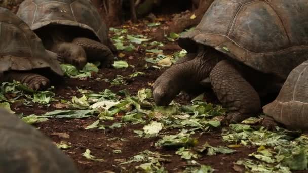 Klidný život obří želvy v chráněné oblasti v Tanzanii na ostrově Zanzibar. Pomalé želvy. — Stock video
