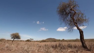 Serengeti 'nin sonsuz savanası. Tepeler, ağaçlar ve mavi gökyüzü. Tanzanya, Afrika.