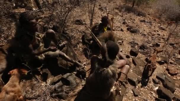 Нгоронгоро, Танзания - 18 февраля 2019 года в Танзании неопознанный бушмен Хадзабе с луком и стрелами во время охоты. Племя Хадзабе находится под угрозой исчезновения . — стоковое видео