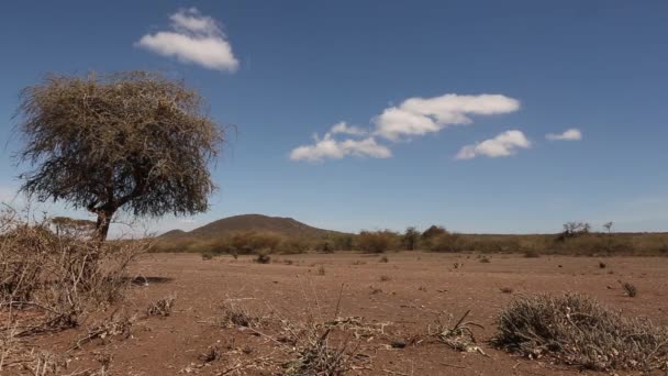 Niekończąca się sawanna Serengeti. Wzgórze, drzewa i błękitne niebo. Tanzania, Afryka. — Wideo stockowe