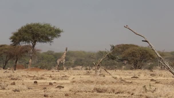 Wild Giraffes Herd está correndo na savana africana do Parque Nacional Serengeti na Tanzânia, África . — Vídeo de Stock
