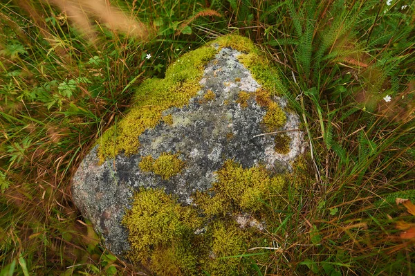 Parede de pedra cinza velha com fundo de textura de musgo verde . — Fotografia de Stock