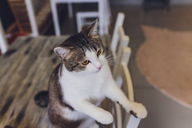 Çok komik kedi. Yakından gülüyor..