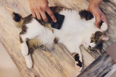 Cat after scratching. The result of scratching a pet. piece of fur.