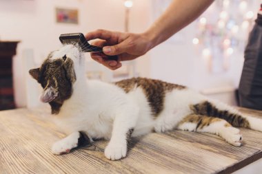 Cat after scratching. The result of scratching a pet. piece of fur.