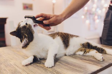 Cat after scratching. The result of scratching a pet. piece of fur.
