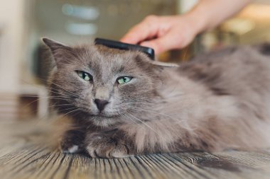 Cat after scratching. The result of scratching a pet. piece of fur.