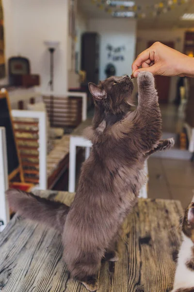 Huiselijk leven met huisdier. Jongeman geeft zijn kat vlees snack. — Stockfoto