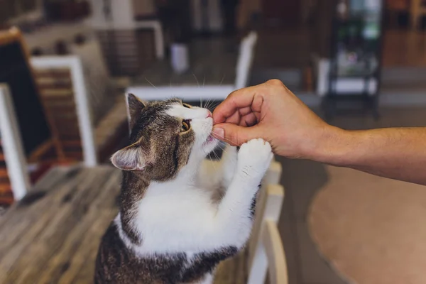 Vida doméstica com animal de estimação. Jovem dá seu lanche de carne de gato. — Fotografia de Stock