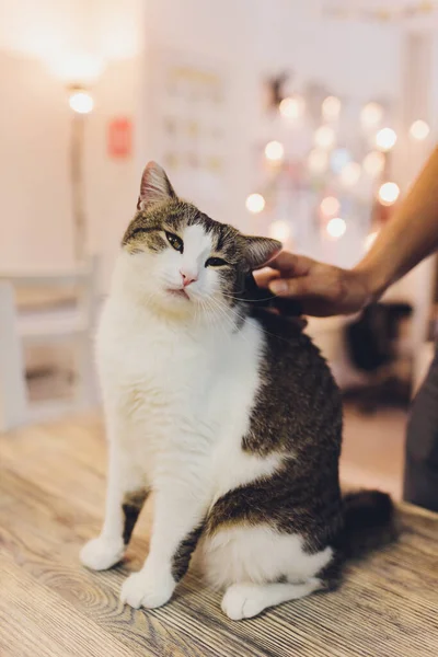 Gato depois de coçar. O resultado de coçar um animal de estimação. pedaço de pele . — Fotografia de Stock