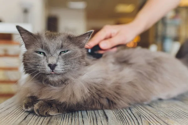 Cat after scratching. The result of scratching a pet. piece of fur.