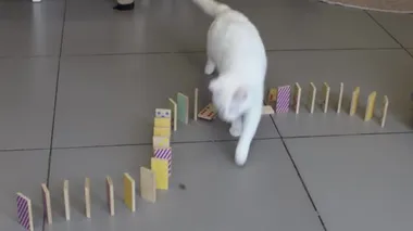 Baş aşağı domino oynayan sevimli Siyam kedisi.