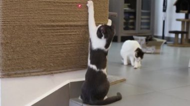 Kedi lazer işaretleyici kırmızı noktayla oynuyor.