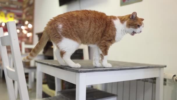 Castigo de un gato con spray de agua. vídeo en cámara lenta — Vídeo de stock