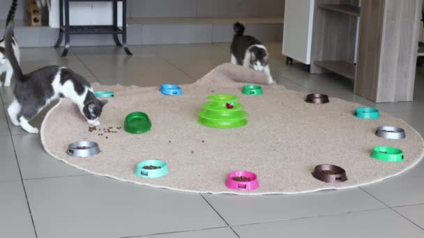 Gato joven comiendo comida de un plato . — Vídeo de stock