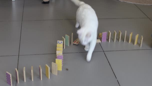 可敬的扭点暹罗猫倒着玩多米诺骨牌. — 图库视频影像