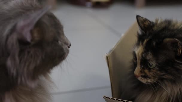 beau chat européen dans une boîte de livraison .