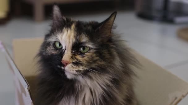 배달 함에 있는 아름다운 유럽 고양이. — 비디오