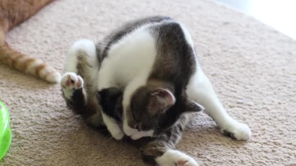 Šedá pruhovaná kočka se myje lízáním. — Stock video