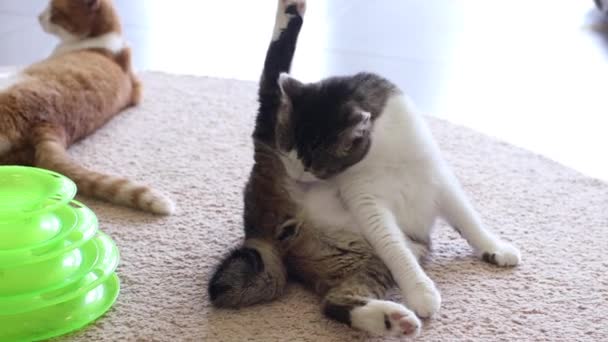 Сіра смугаста кішка миє себе лизати . — стокове відео