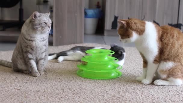 Кот играет с мячом в специальной игрушке для кошек. — стоковое видео