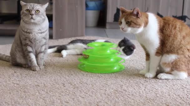 Gato joga com uma bola em um brinquedo especial para gatos. — Vídeo de Stock