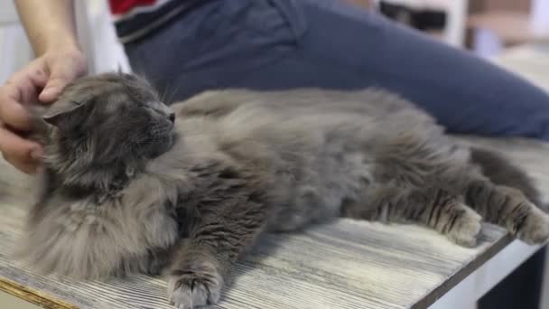 Main humaine caressant un chat tabby à la maison . — Video