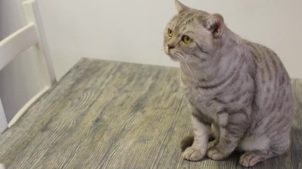 Sehr lustige Katze lacht aus nächster Nähe. — Stockvideo