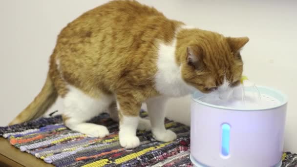 chat assoiffé d'eau potable de fontaine d'eau buveur automatique .