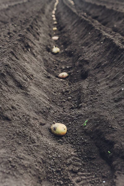 Proceso de plantación de campo de patatas en el huerto, de cerca. Patatas de siembra . — Foto de Stock