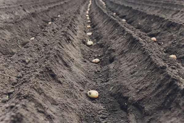 Proceso de plantación de campo de patatas en el huerto, de cerca. Patatas de siembra . — Foto de Stock