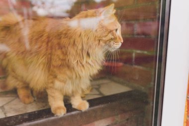 Komik huysuz kedi, Kuril kısa kuyruk, kışın karla kaplı pencerelerin yanında oturur..