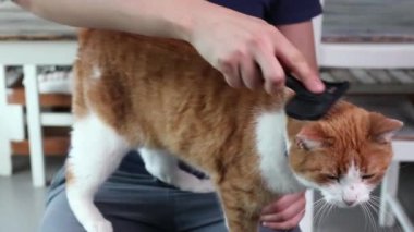 İnsan eli fırçayla ve erkek Sibirya kedisi yakından.