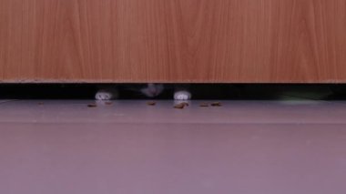 Kedi pençelerini kapalı bir kapının altından çıkarır..