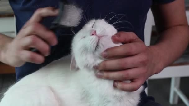 Human hand with brush and male siberian cat close up. — Stock Video