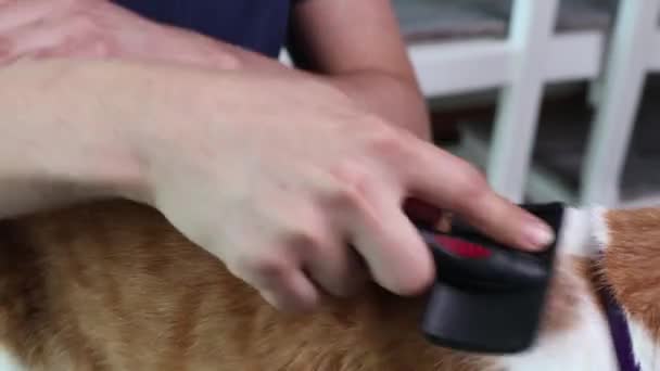 Mão humana com escova e macho siberiano gato de perto . — Vídeo de Stock