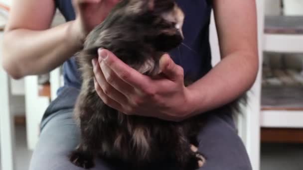 Крупним планом зовнішнє фото кота на колінах інсульт з рукою і пальцями . — стокове відео