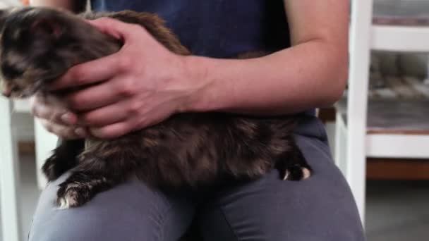 Close up outdoor photo of the cat on lap stroke with hand and fingers. — Stock Video