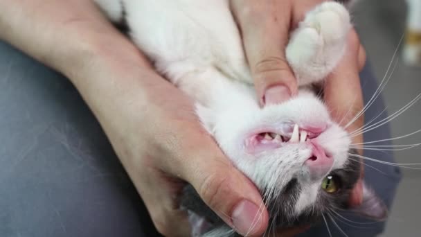 The veterinarian checks teeth to a cat. — Stock Video