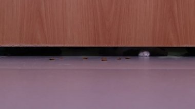 Kedi pençelerini kapalı bir kapının altından çıkarır..