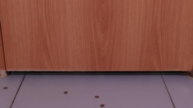 Kedi pençelerini kapalı bir kapının altından çıkarır..