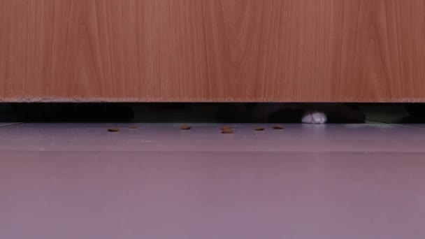 Chat sort la nourriture de dessous une porte fermée . — Video