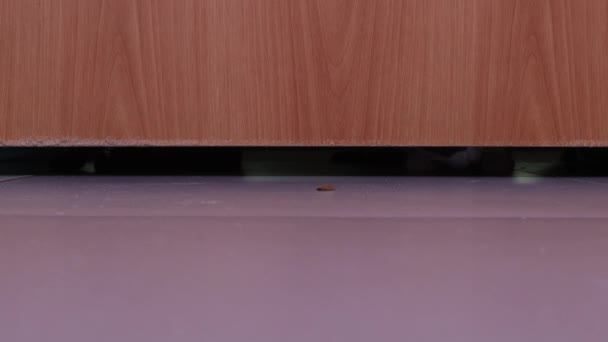 Chat sort la nourriture de dessous une porte fermée . — Video