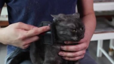 İnsan eli fırçayla ve erkek Sibirya kedisi yakından.